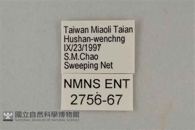 藍灰蝶沖繩亞種藏品圖，第3張