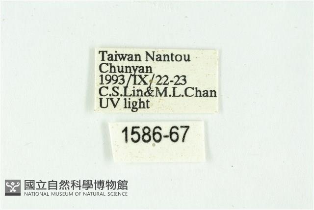 白斑散紋夜蛾藏品圖，第3張