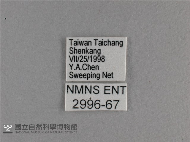 臺灣斑眼蝶藏品圖，第3張