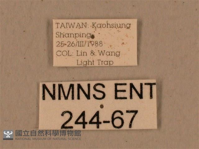 背中白天蛾藏品圖，第3張