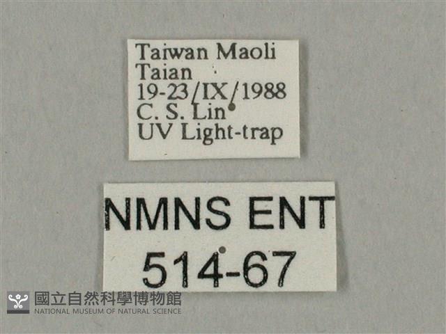 棕綠背線天蛾藏品圖，第3張