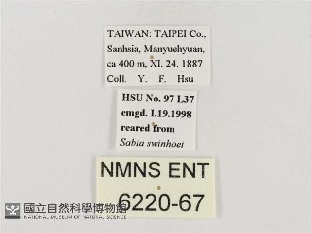 褐翅綠弄蝶藏品圖，第3張