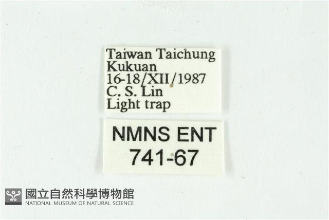 白斑散紋夜蛾藏品圖，第3張
