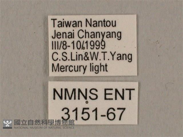 黑帶鷹翅天蛾藏品圖，第3張