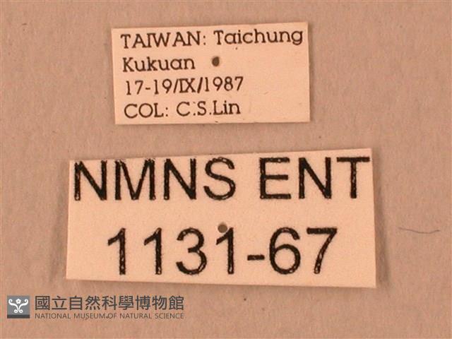 波紋豆天蛾藏品圖，第3張