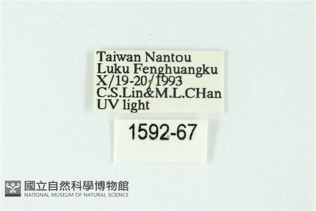 三色豔苔蛾藏品圖，第3張