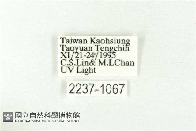 樹形尺蛾藏品圖，第3張