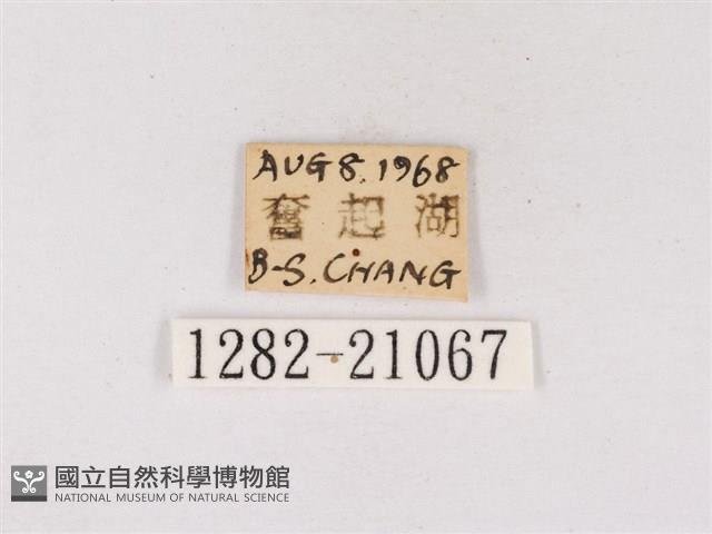 嫵琉灰蝶藏品圖，第3張