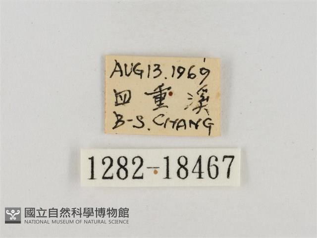 淡褐脈粉蝶藏品圖，第3張