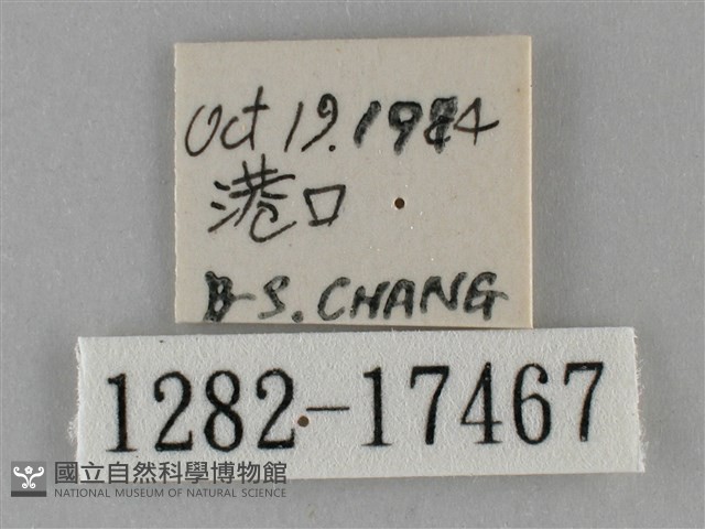 纖粉蝶藏品圖，第3張