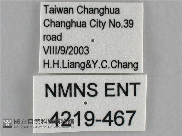 遷粉蝶、淡黃蝶藏品圖，第3張