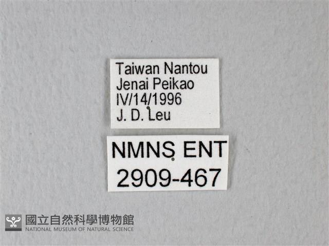 異粉蝶、雌白黃蝶藏品圖，第3張