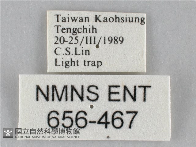 斜紋夜盜蛾藏品圖，第3張