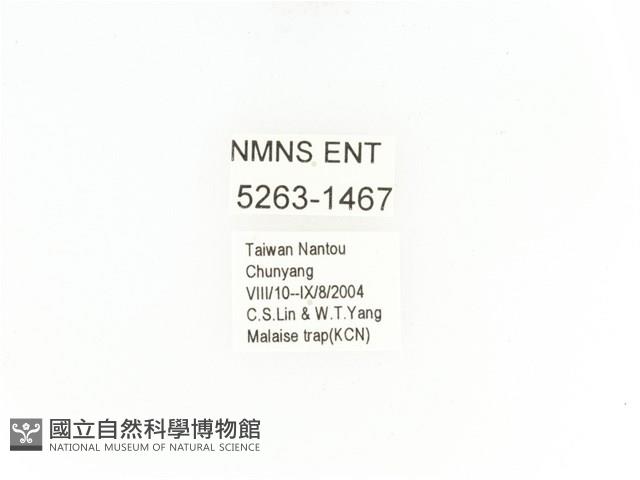 小扇角金龜藏品圖，第2張