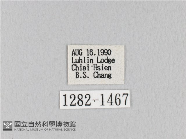 褐斜帶枯葉蛾藏品圖，第3張