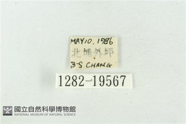 大斑波紋蛾藏品圖，第3張