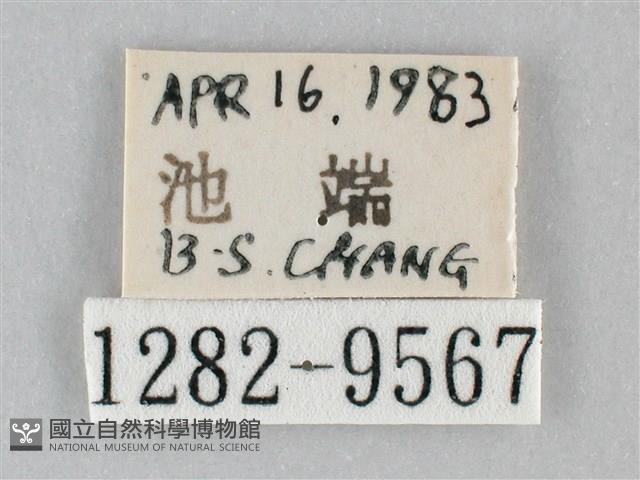 澄線尺蛾藏品圖，第3張