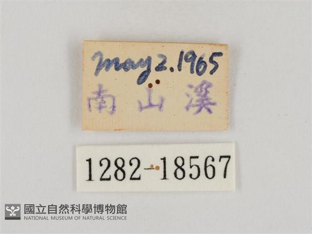 淡褐脈粉蝶藏品圖，第3張