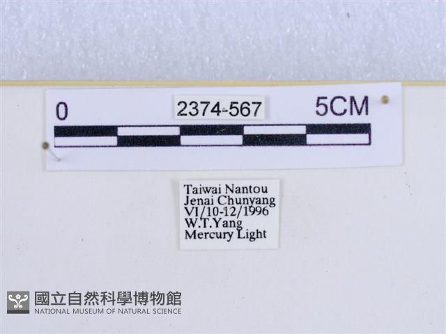 巨網燈蛾藏品圖，第3張