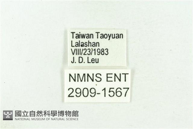 高砂燕灰蝶藏品圖，第3張