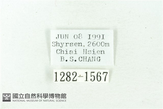 赭新污燈蛾藏品圖，第3張