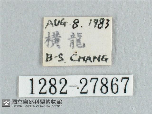 彎黑黃鉤蛾藏品圖，第3張