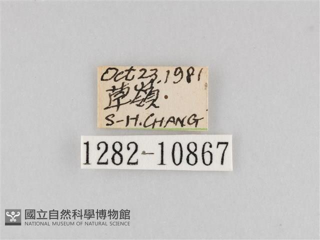 斜紋夜盜蛾藏品圖，第3張