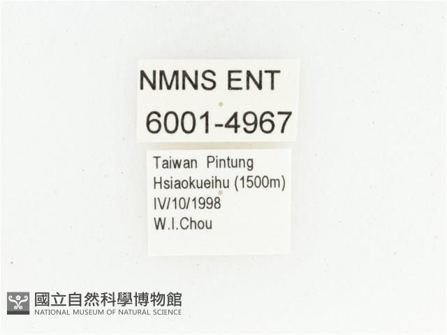 黑斑陷紋金龜藏品圖，第2張