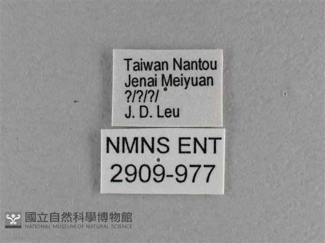 竹橙斑弄蝶藏品圖，第3張