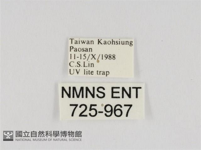 線紋篩蛾藏品圖，第3張