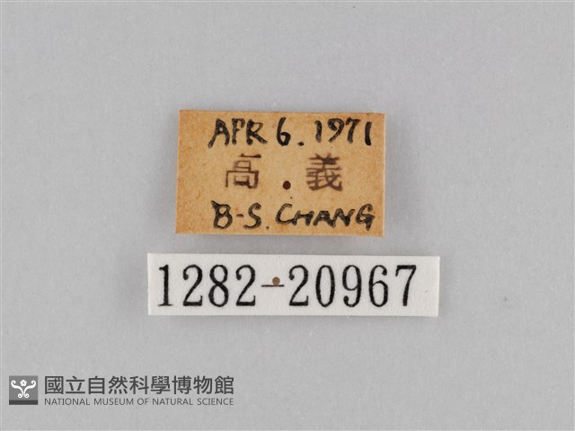 褐翅蔭眼蝶藏品圖，第3張