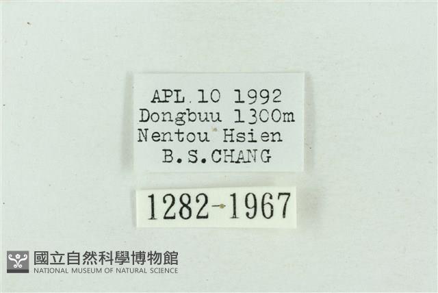 菊池污燈蛾藏品圖，第3張