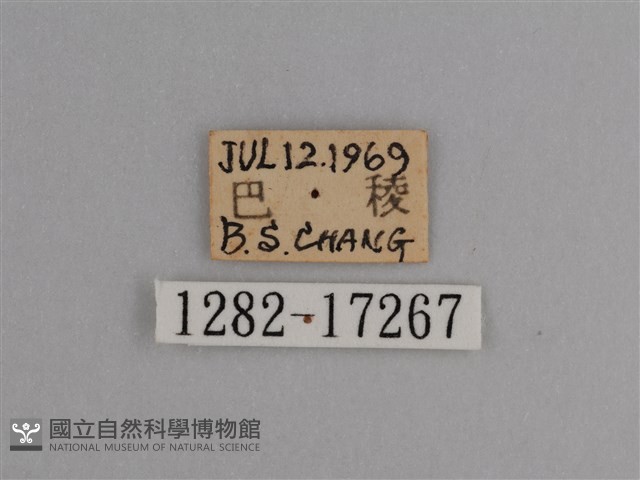 豔粉蝶藏品圖，第3張