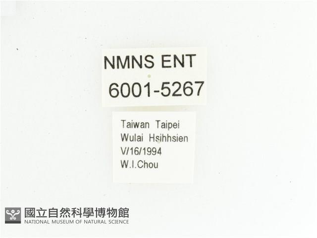 黃肩長腳花金龜藏品圖，第2張