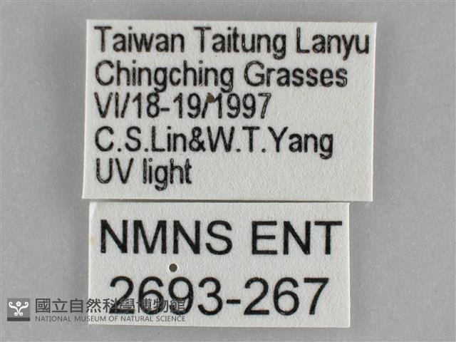 雙黃條天蛾藏品圖，第3張