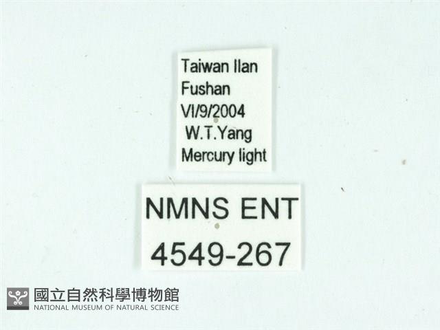 長腳大織蛾藏品圖，第3張