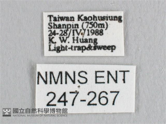 銀斑黃鉤蛾藏品圖，第3張