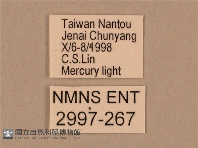 棕綠背線天蛾藏品圖，第3張