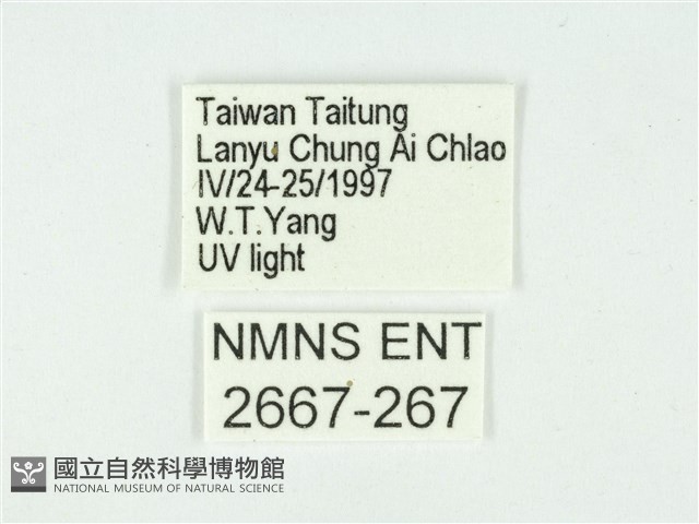 叉紋閃舞蛾藏品圖，第3張