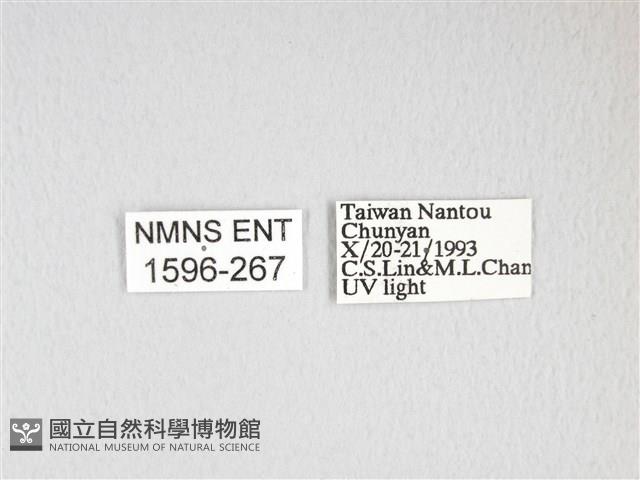 雙黑目天蠶蛾藏品圖，第3張