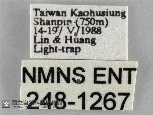 扁刺蛾藏品圖，第3張