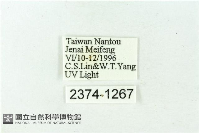 赭新污燈蛾藏品圖，第3張