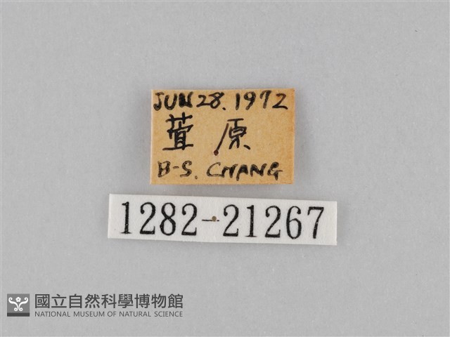 小波眼蝶藏品圖，第3張