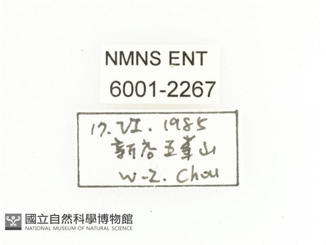 臺灣跗花金龜藏品圖，第2張