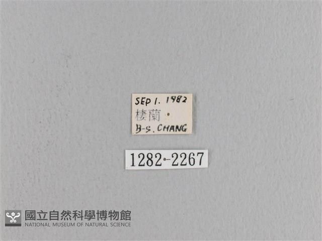 松大毛蟲藏品圖，第3張