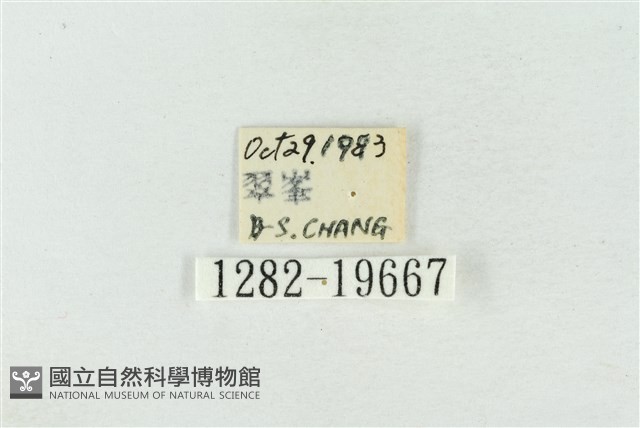 寬帶波紋蛾藏品圖，第3張