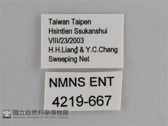 異紋紫斑蝶藏品圖，第3張