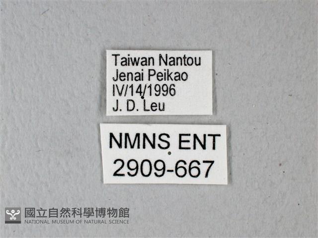 異粉蝶、雌白黃蝶藏品圖，第3張