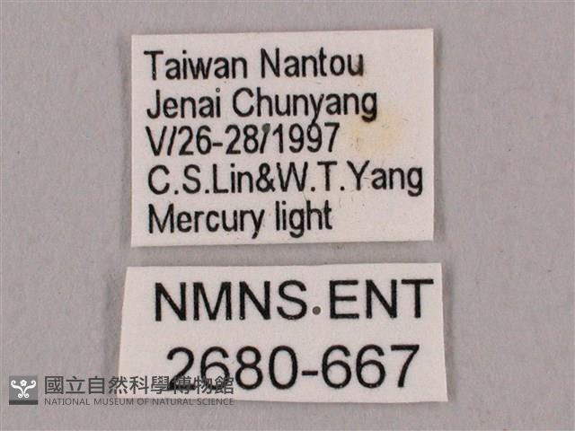 直翅六點天蛾藏品圖，第3張