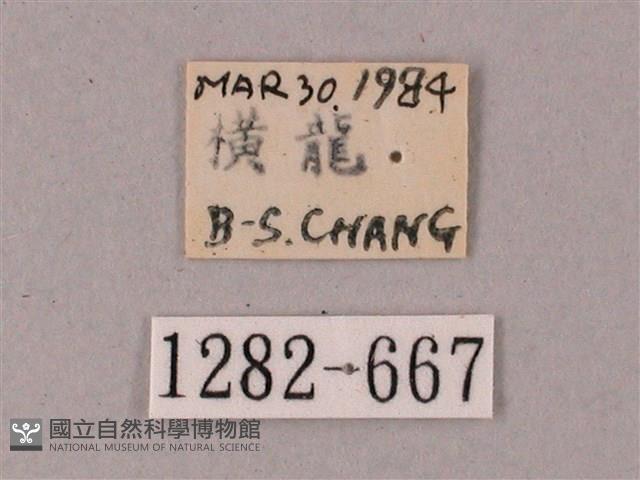 雙斑白肩天蛾藏品圖，第3張